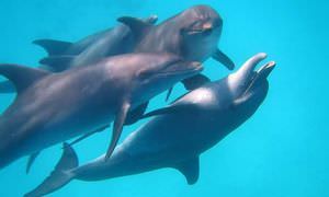 Private Delfin Tour ab Safaga - Privater Bootsausflug zum Schnorcheln