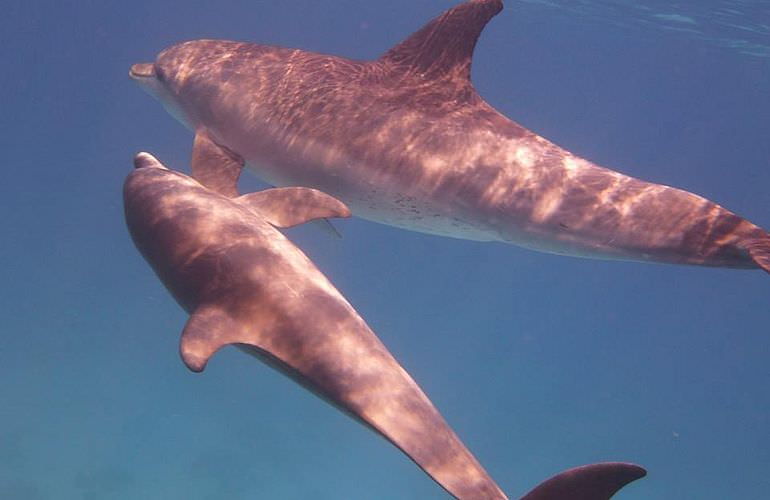 Delfinschwimmen in Safaga - Begegnung mit Delfinen in freier Wildbahn