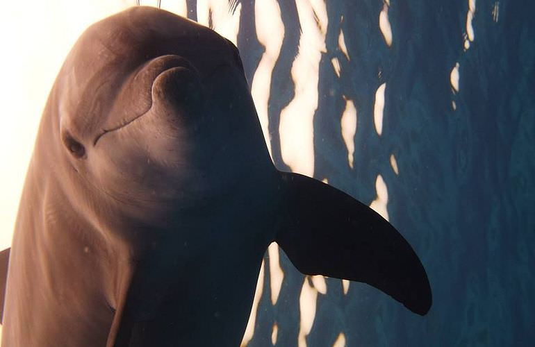 Delfin Tour in Safaga - Schwimmen mit freilebenden Delfinen 