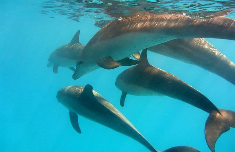 Delfin Tour in Safaga - Schwimmen mit freilebenden Delfinen 