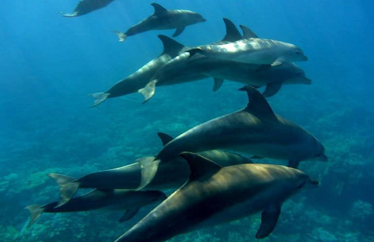 Delfinschwimmen in Safaga - Begegnung mit Delfinen in freier Wildbahn