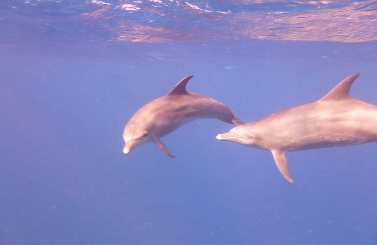 Delfin Tour in Safaga - Schwimmen mit freilebenden Delfinen 