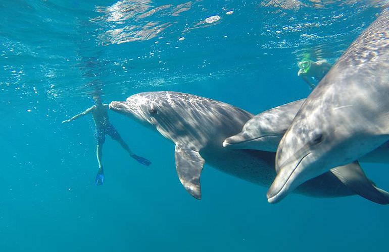 Delfinschwimmen in Safaga - Begegnung mit Delfinen in freier Wildbahn