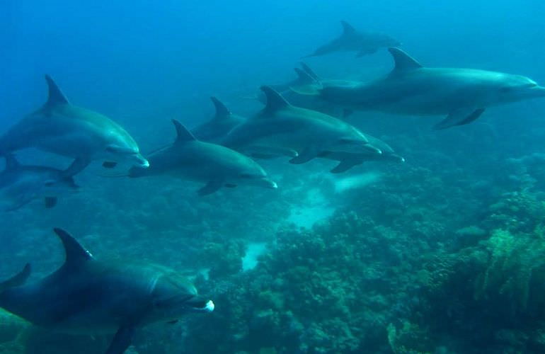 Delfin Tour in Safaga - Schwimmen mit freilebenden Delfinen 