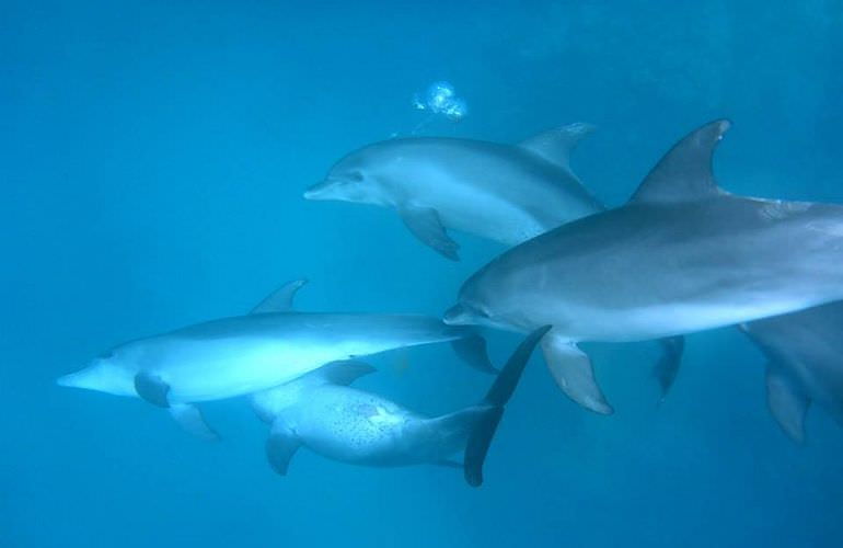 Delfinschwimmen in Safaga - Begegnung mit Delfinen in freier Wildbahn