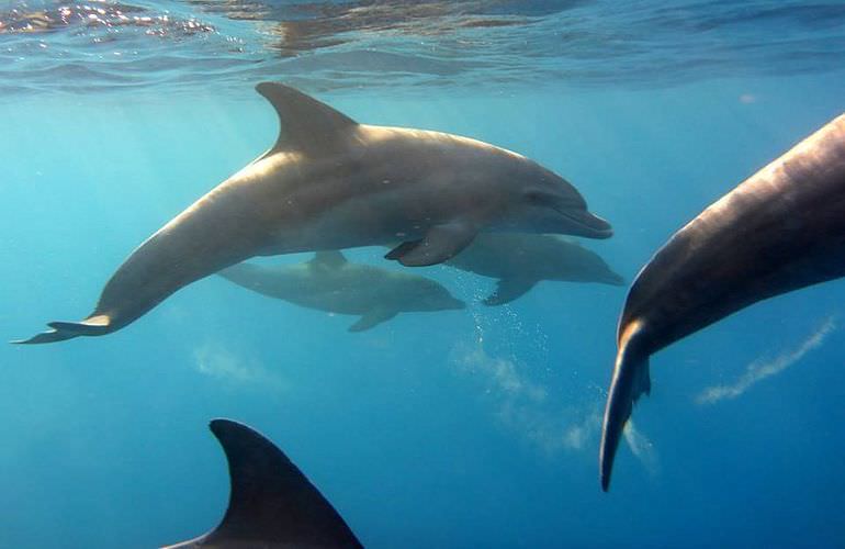 Delfin Tour in Safaga - Schwimmen mit freilebenden Delfinen 