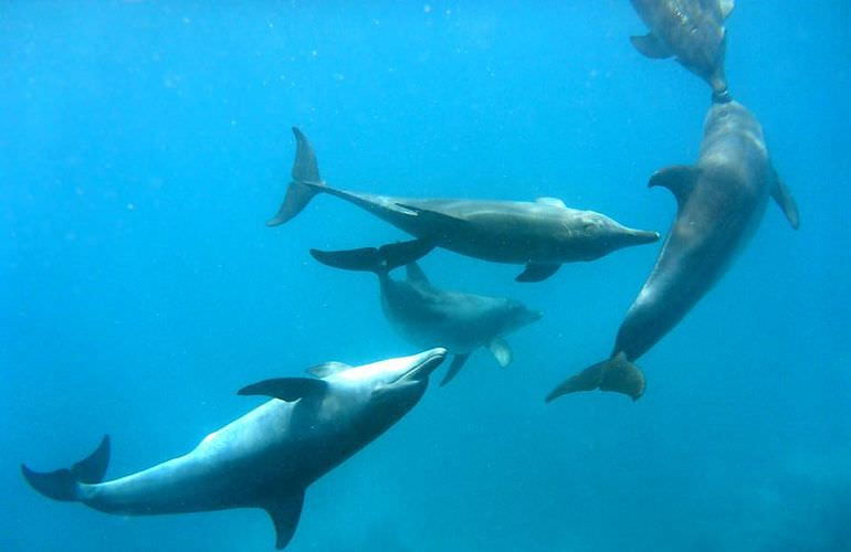 Delfin Tour in Safaga - Schwimmen mit freilebenden Delfinen 