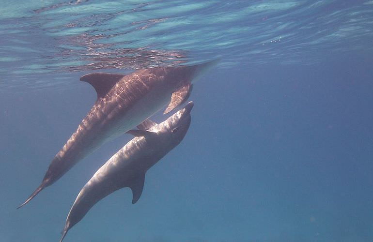 Private Delfin Tour in Safaga - Privater Bootsausflug zum Schnorcheln