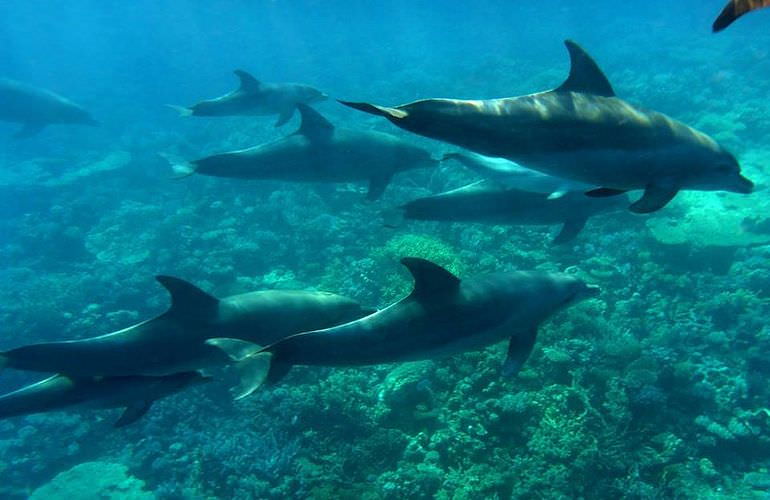 Delfinschwimmen in Safaga - Begegnung mit Delfinen in freier Wildbahn