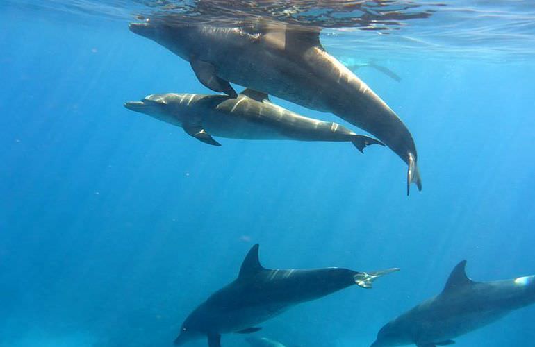Privater Ausflug zu den Delfinen mit Speedboot ab Safaga