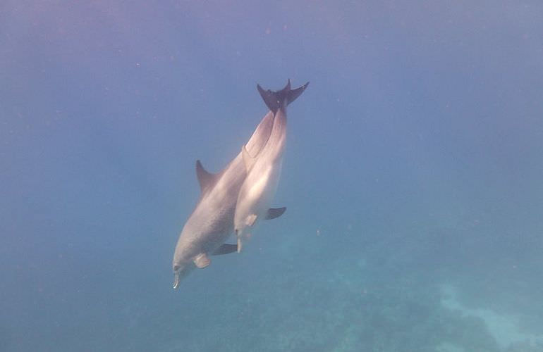 Delfin Tour in Safaga - Schwimmen mit freilebenden Delfinen 