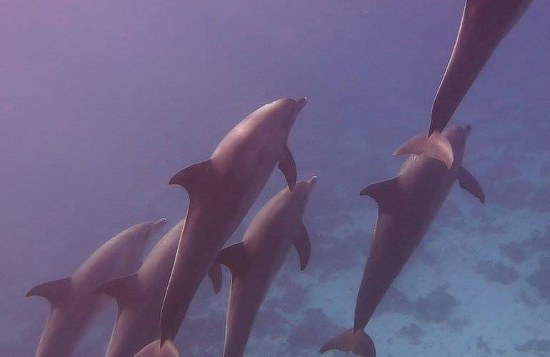 Delfinschwimmen in Safaga - Begegnung mit Delfinen in freier Wildbahn