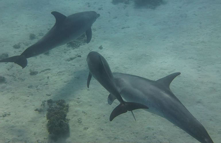 Private Delfin Tour in Safaga - Privater Bootsausflug zum Schnorcheln
