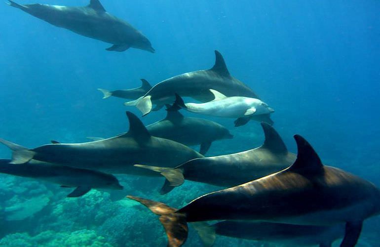 Delfinschwimmen in Safaga - Begegnung mit Delfinen in freier Wildbahn