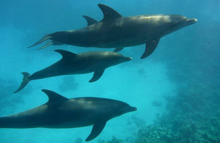 Delfin Tour in Safaga - Schwimmen mit freilebenden Delfinen 