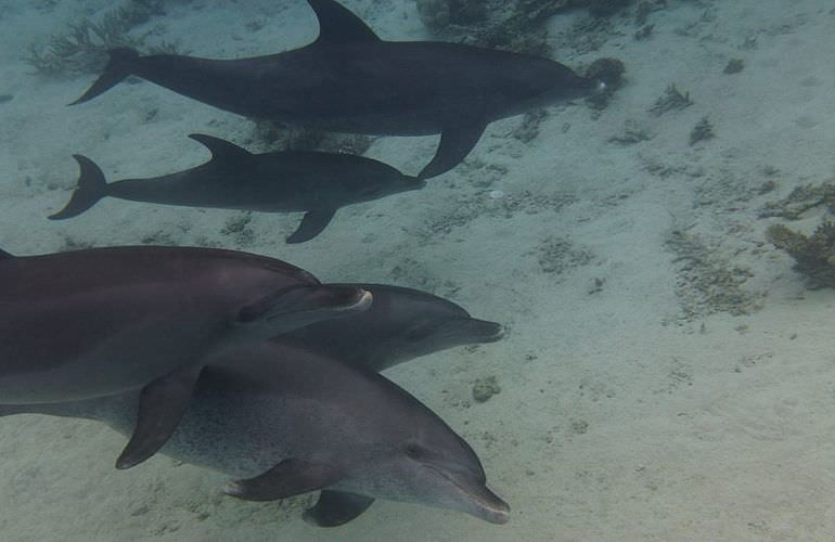 Delfinschwimmen in Safaga - Begegnung mit Delfinen in freier Wildbahn