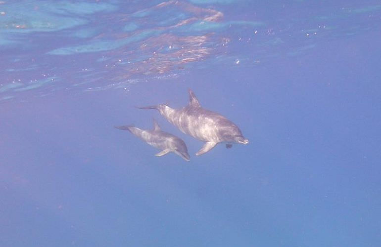 Delfin Tour in Safaga - Schwimmen mit freilebenden Delfinen 