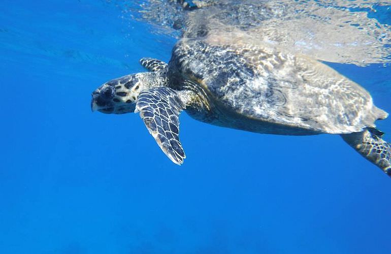 Delfin Tour in Safaga - Schwimmen mit freilebenden Delfinen 