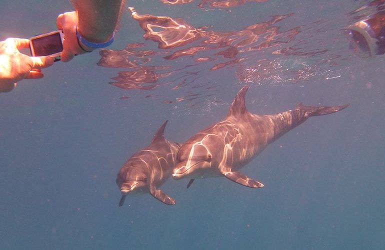 Delfinschwimmen in Safaga - Begegnung mit Delfinen in freier Wildbahn