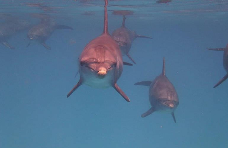 Delfinschwimmen in Safaga - Begegnung mit Delfinen in freier Wildbahn