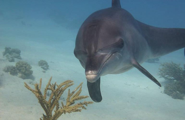 Delfin Tour in Safaga - Schwimmen mit freilebenden Delfinen 