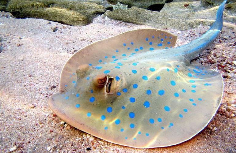 Delfin Tour in Safaga - Schwimmen mit freilebenden Delfinen 