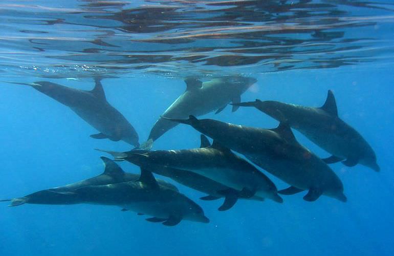 Delfinschwimmen in Safaga - Begegnung mit Delfinen in freier Wildbahn