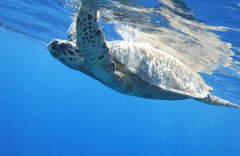 Delfinschwimmen in Safaga - Begegnung mit Delfinen in freier Wildbahn