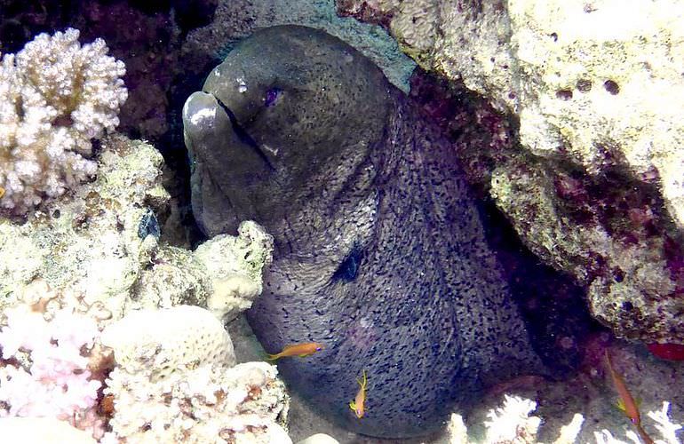 Delfin Tour in Safaga - Schwimmen mit freilebenden Delfinen 