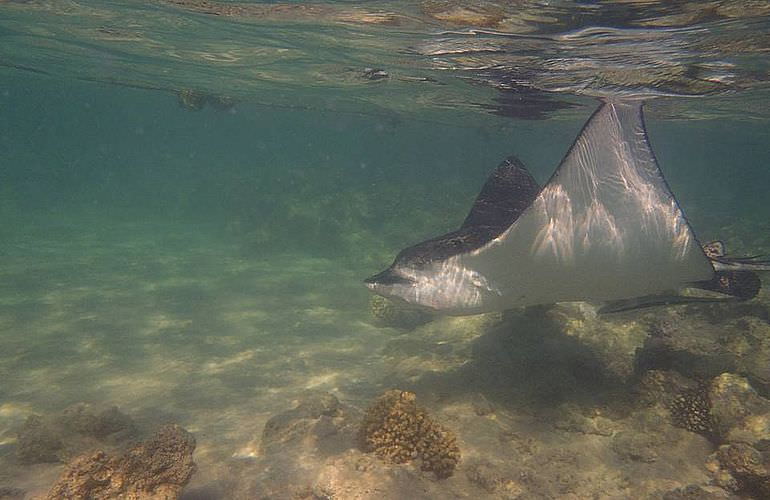 Delfinschwimmen in Safaga - Begegnung mit Delfinen in freier Wildbahn