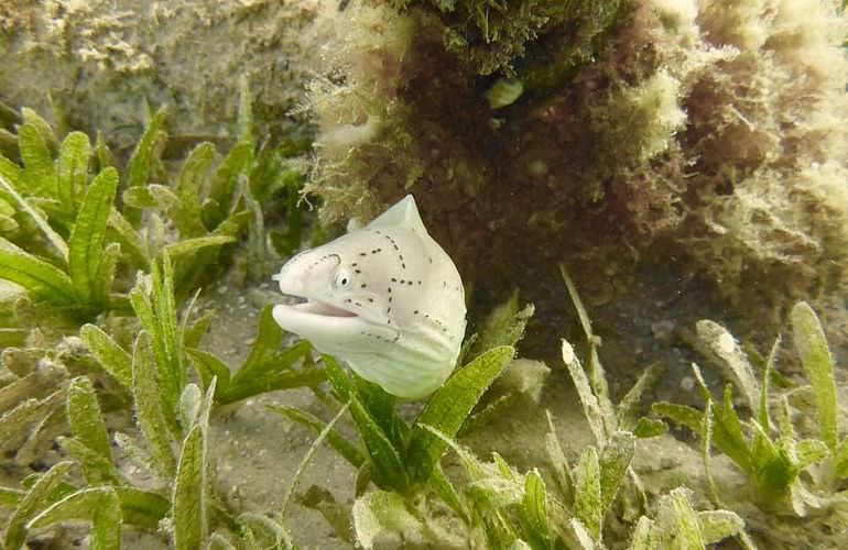 Delfin Tour in Safaga - Schwimmen mit freilebenden Delfinen 