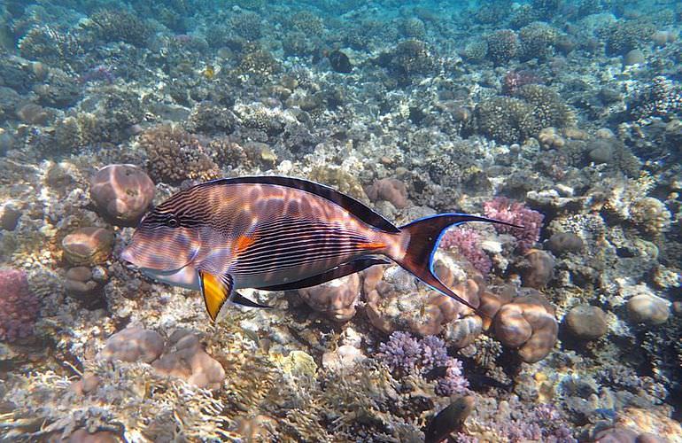 Delfinschwimmen in Safaga - Begegnung mit Delfinen in freier Wildbahn