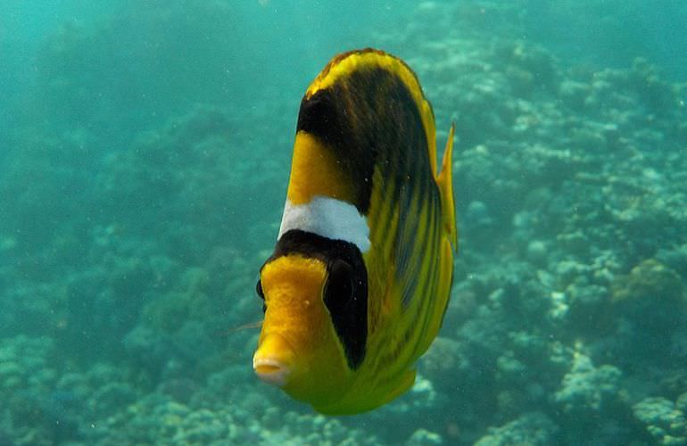 Delfin Tour in Safaga - Schwimmen mit freilebenden Delfinen 