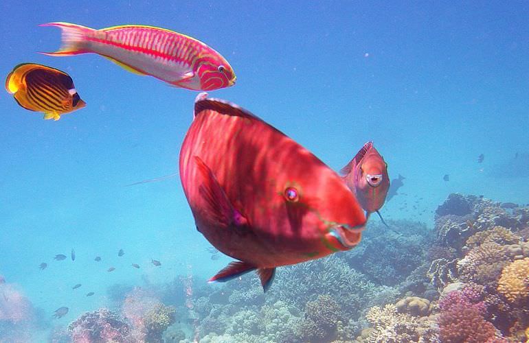 Delfinschwimmen in Safaga - Begegnung mit Delfinen in freier Wildbahn