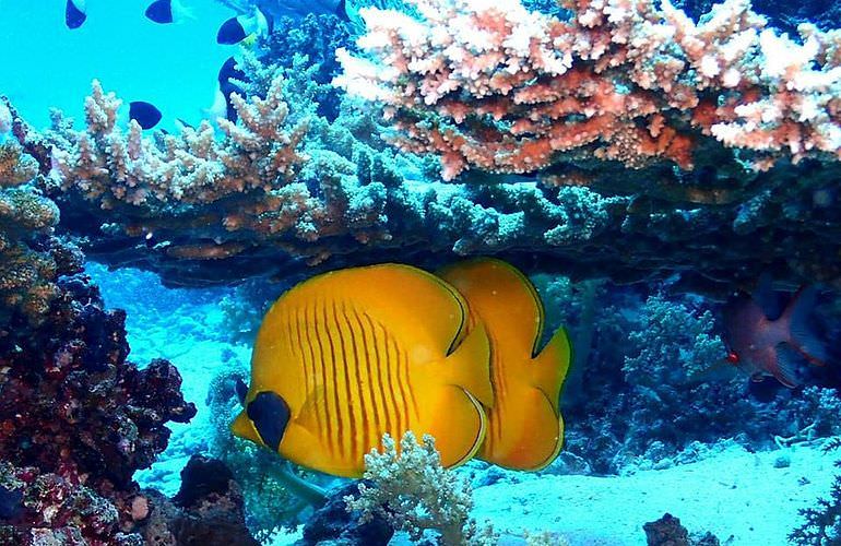 Delfin Tour in Safaga - Schwimmen mit freilebenden Delfinen 