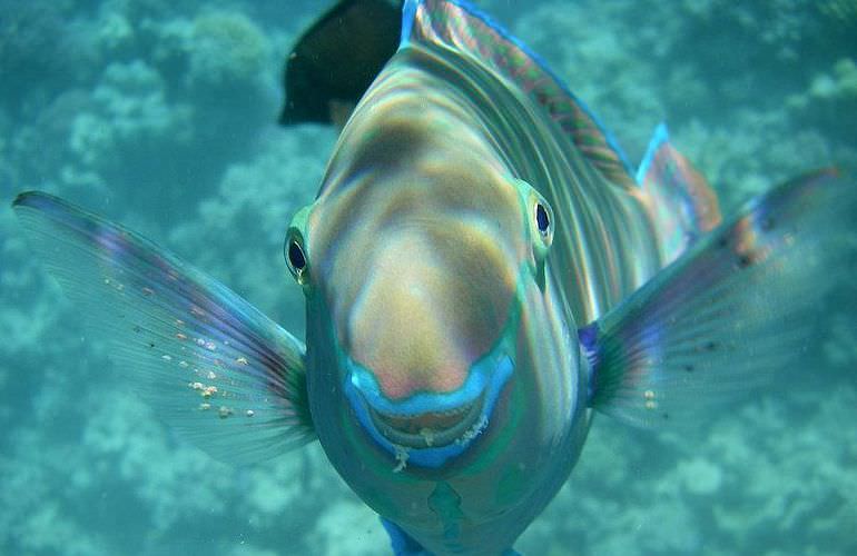 Delfinschwimmen in Safaga - Begegnung mit Delfinen in freier Wildbahn