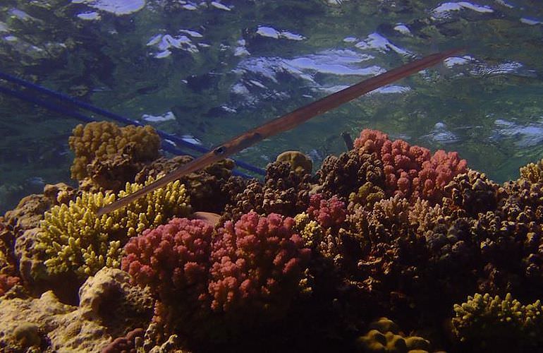 Delfin Tour in Safaga - Schwimmen mit freilebenden Delfinen 
