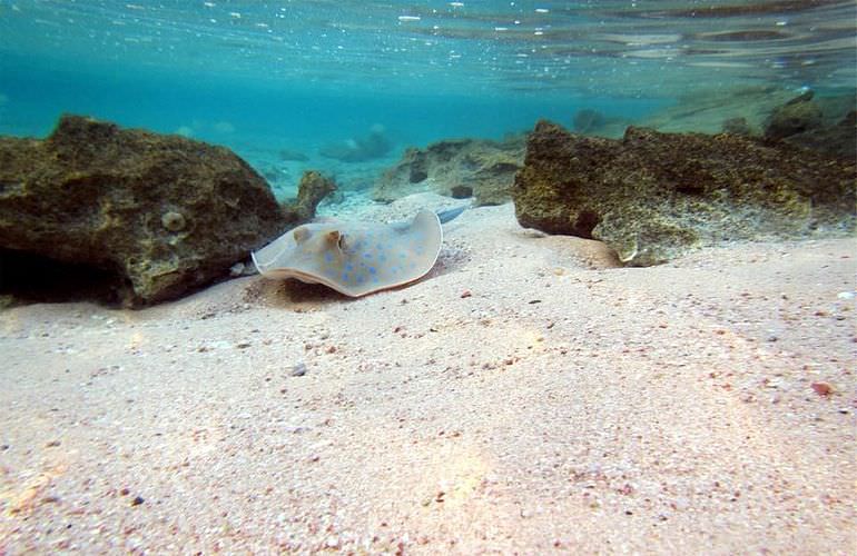 Delfinschwimmen in Safaga - Begegnung mit Delfinen in freier Wildbahn