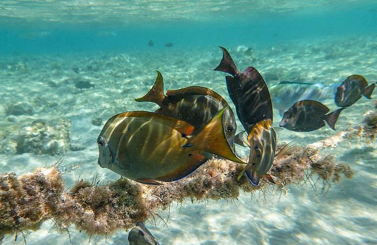 Delfinschwimmen in Safaga - Begegnung mit Delfinen in freier Wildbahn