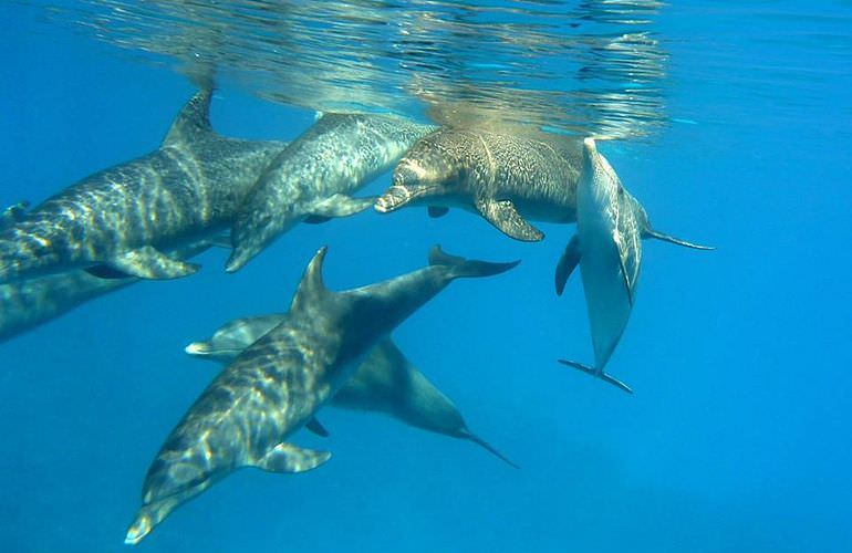 Delfinschwimmen in Safaga - Begegnung mit Delfinen in freier Wildbahn