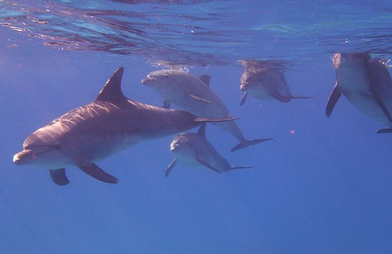 Delfin Tour in Safaga - Schwimmen mit freilebenden Delfinen 