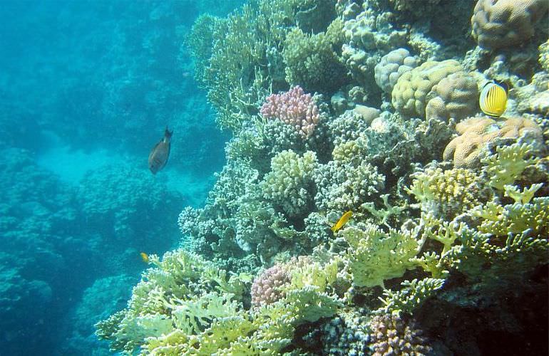 Delfinschwimmen in Safaga - Begegnung mit Delfinen in freier Wildbahn