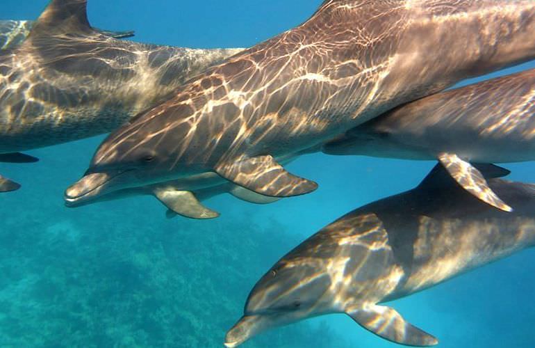 Delfin Tour in Safaga - Schwimmen mit freilebenden Delfinen 