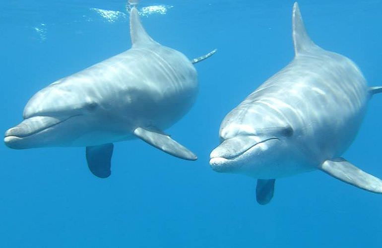 Delfinschwimmen in Safaga - Begegnung mit Delfinen in freier Wildbahn