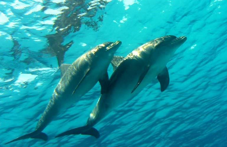 Delfin Tour in Safaga - Schwimmen mit freilebenden Delfinen 