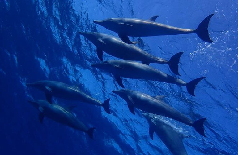 Delfinschwimmen in Safaga - Begegnung mit Delfinen in freier Wildbahn