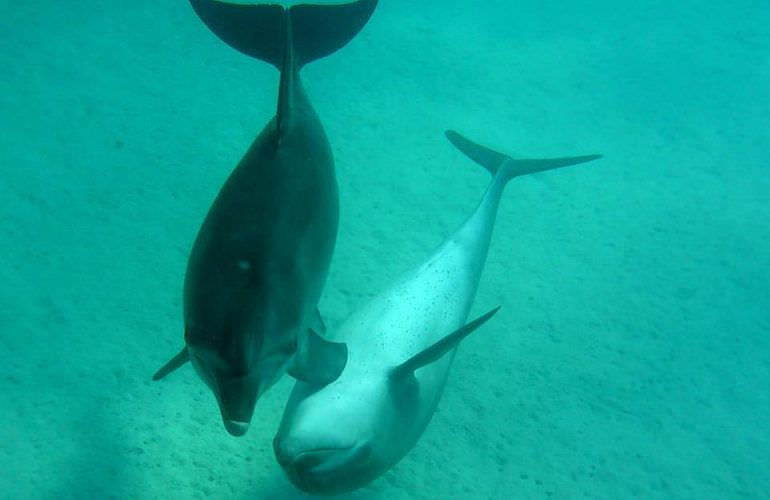 Privater Ausflug zu den Delfinen mit Speedboot ab Safaga