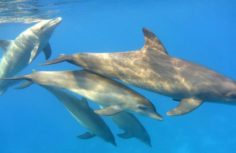 Delfinschwimmen in Safaga - Begegnung mit Delfinen in freier Wildbahn