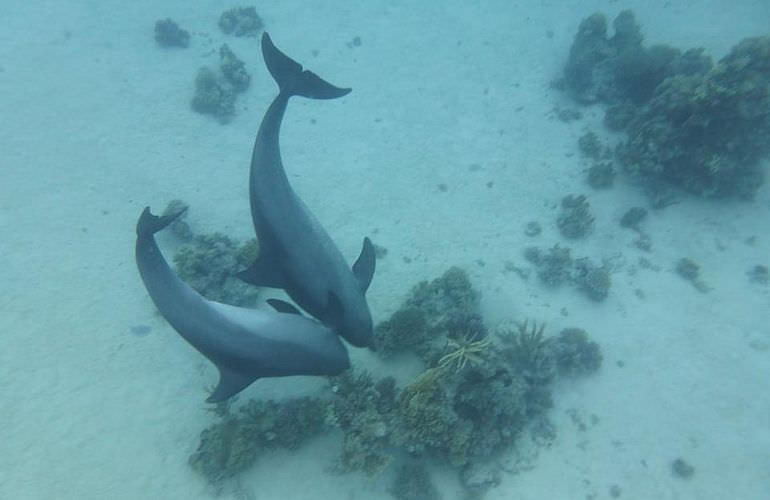 Delfin Tour in Safaga - Schwimmen mit freilebenden Delfinen 