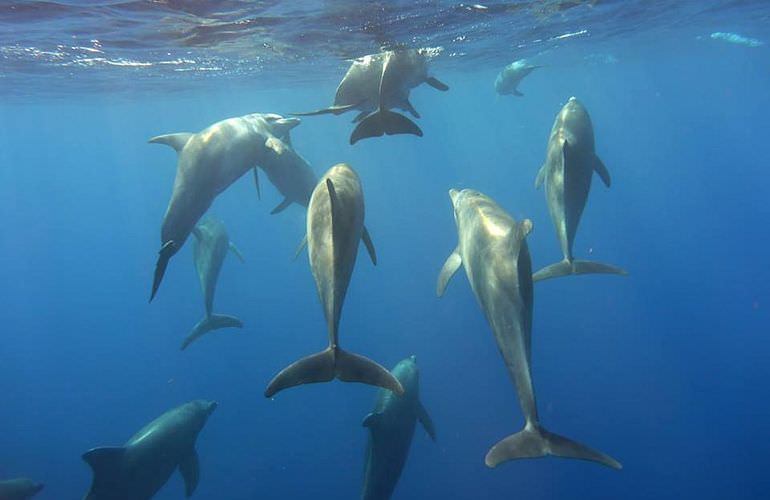 Delfinschwimmen in Safaga - Begegnung mit Delfinen in freier Wildbahn